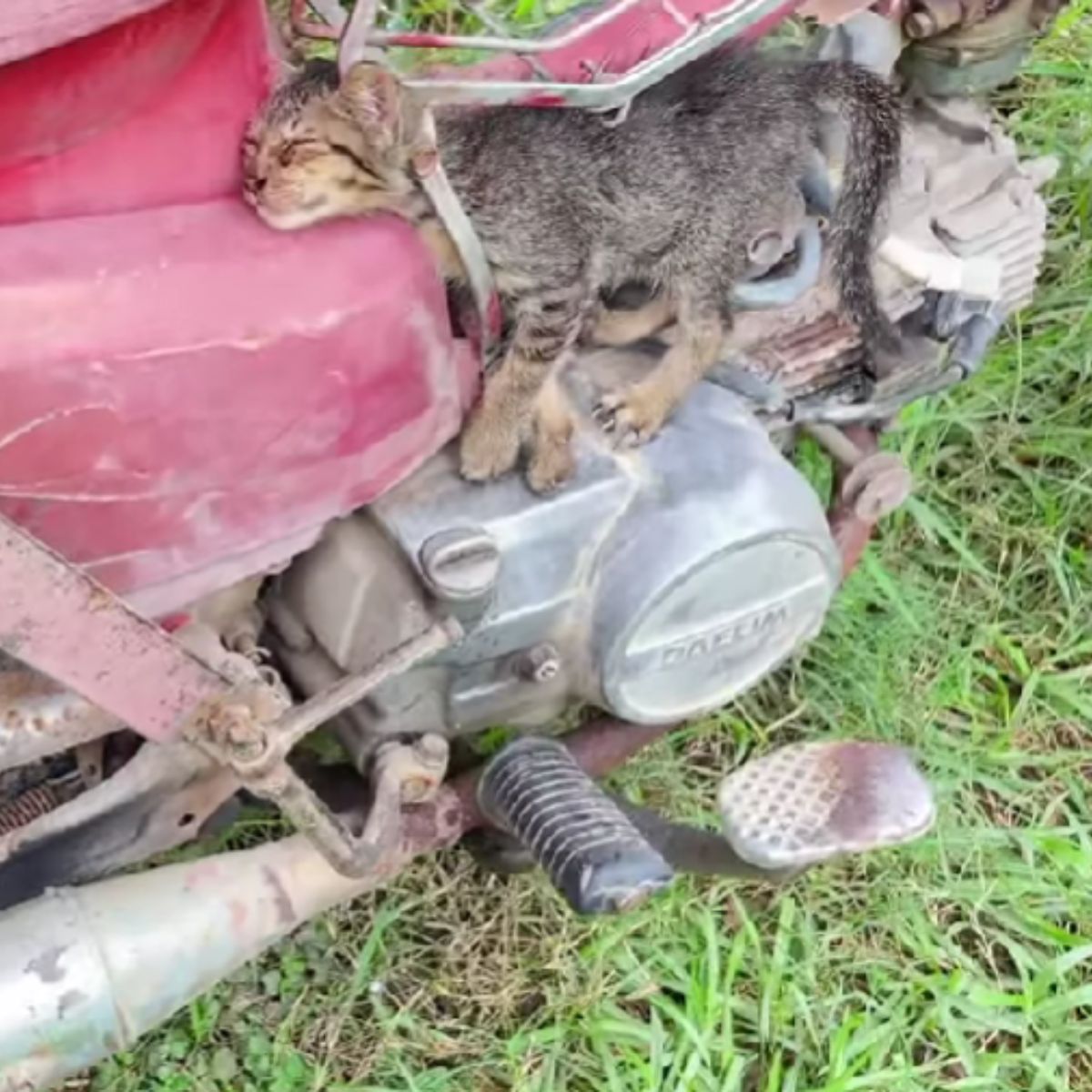 cat stuck on a motorcycle