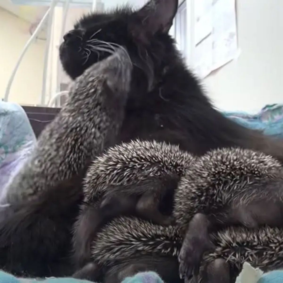 cat taking care of hedgehogs