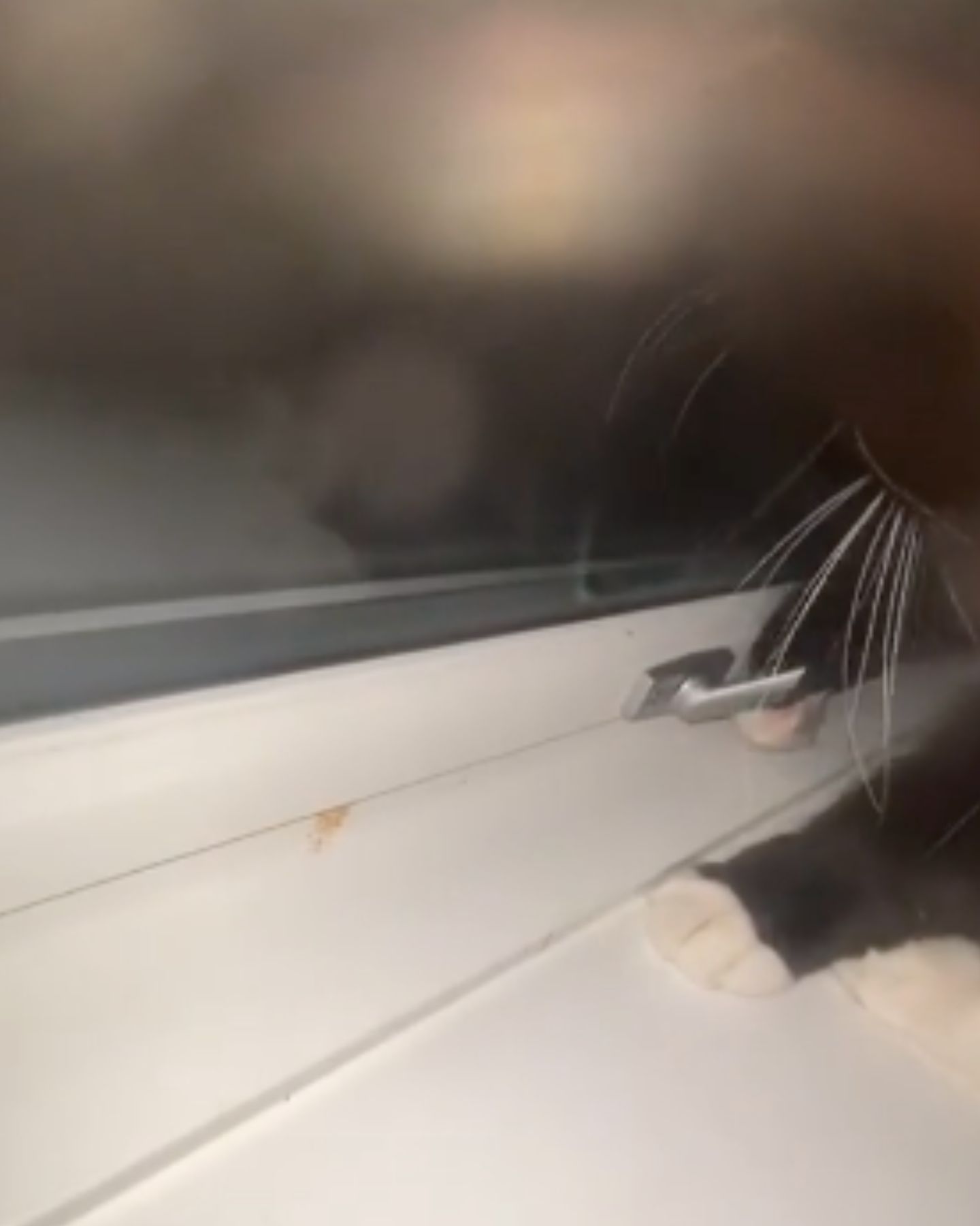 cat trying to open the window