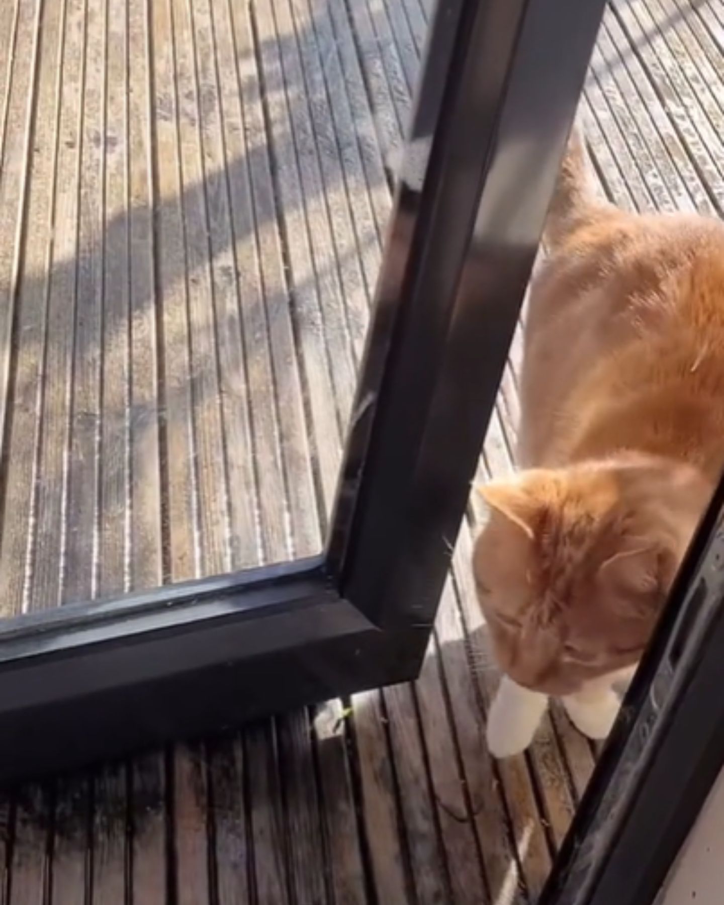 cat walking in through the door