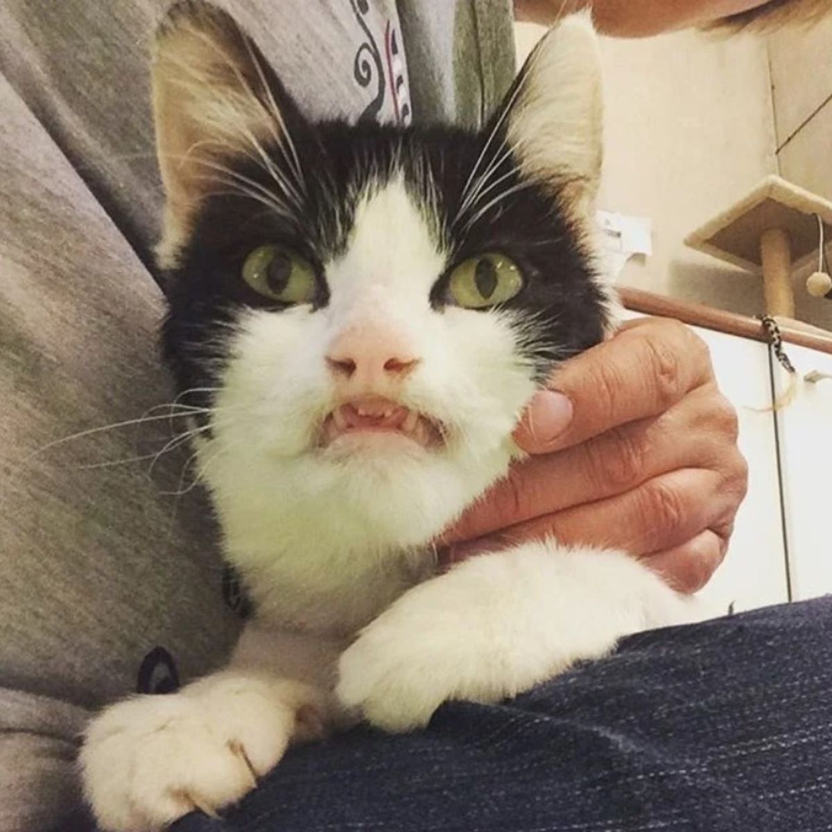 cat with condition with owner