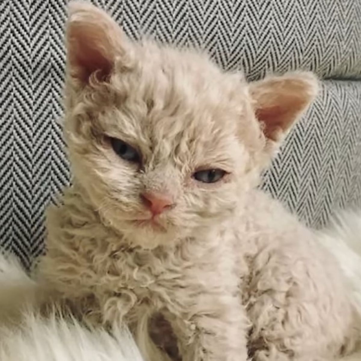 cat with curly fur