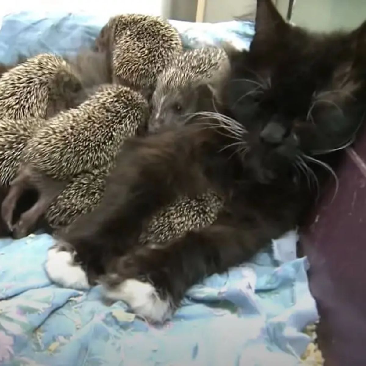 cat with hedgehogs