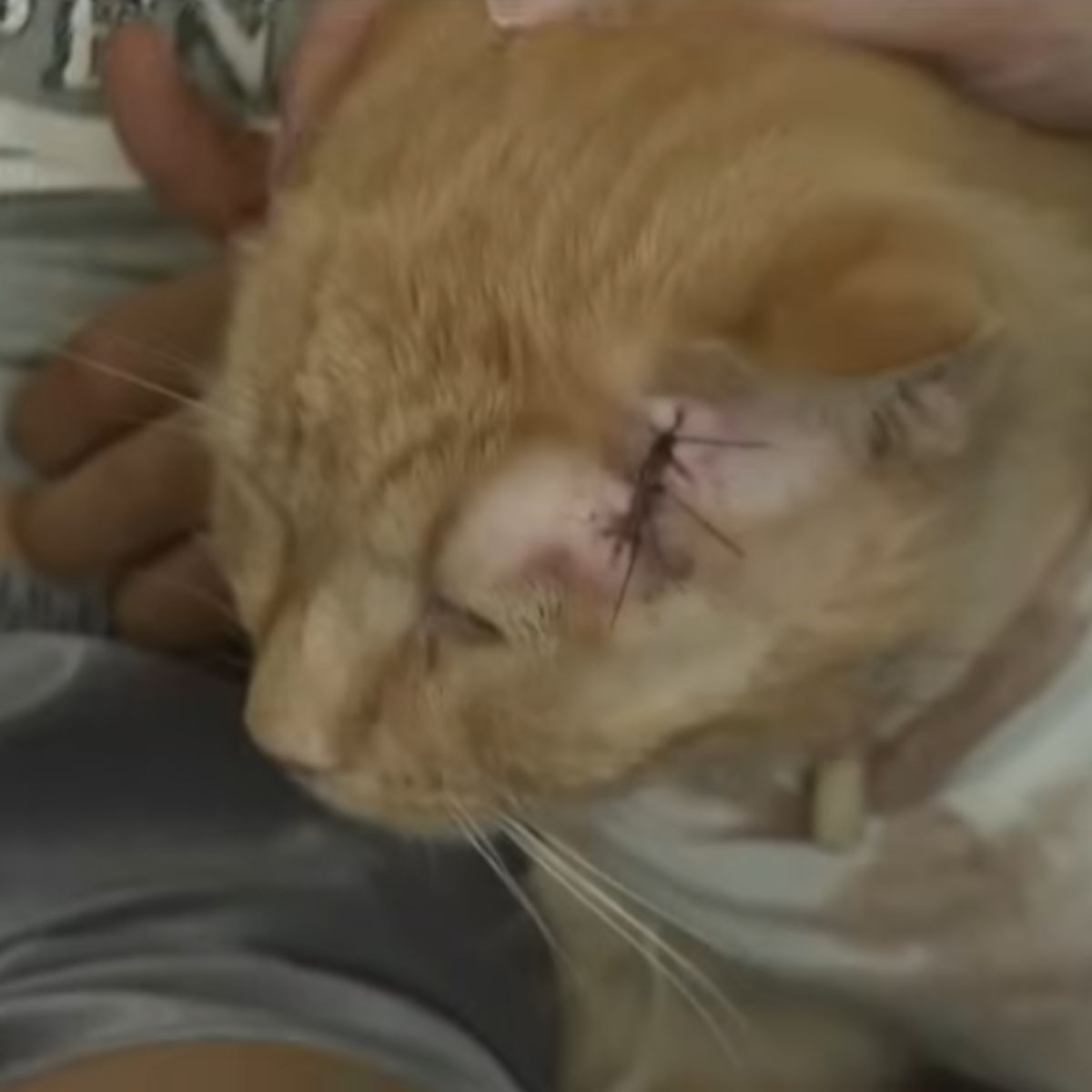 cat with stitches