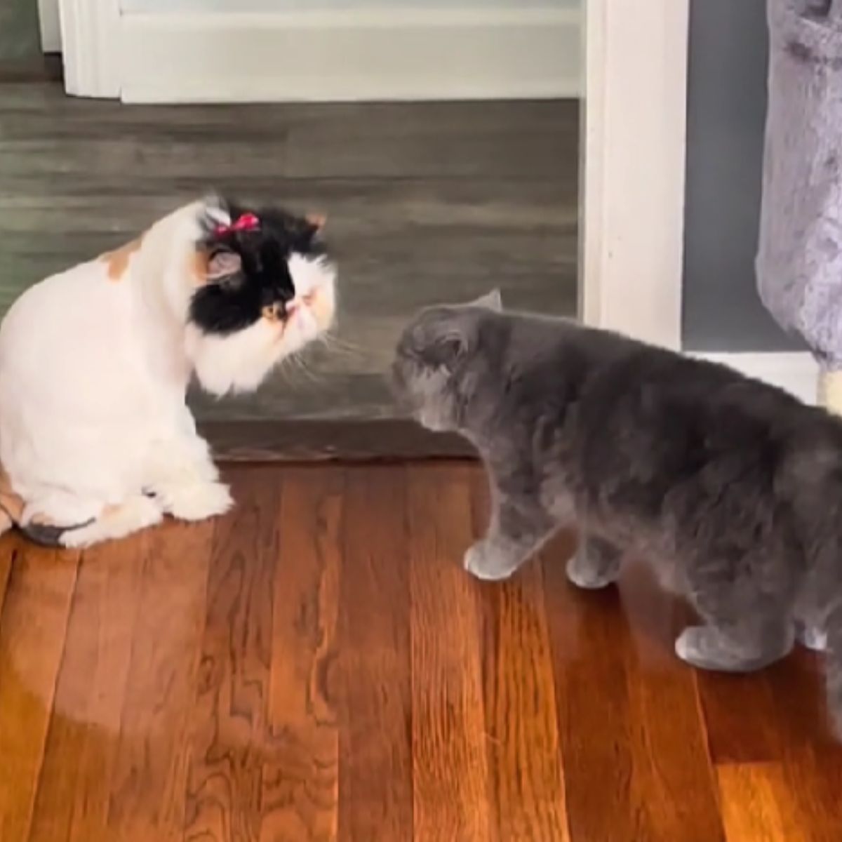 cats looking at each other