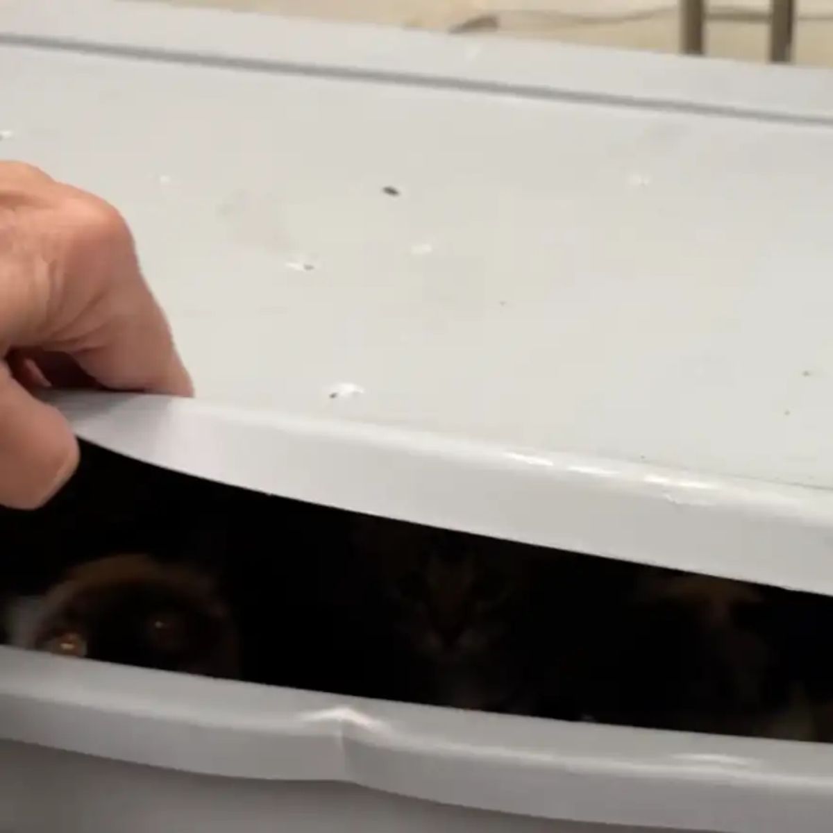 cats peeking from a bin