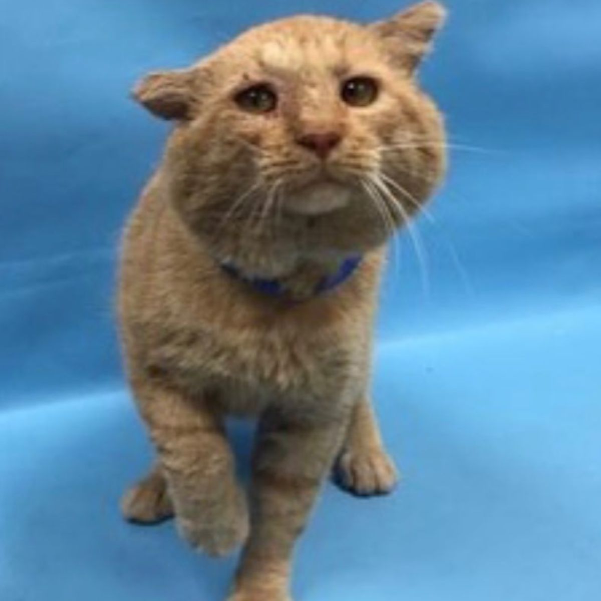 chubby ginger cat