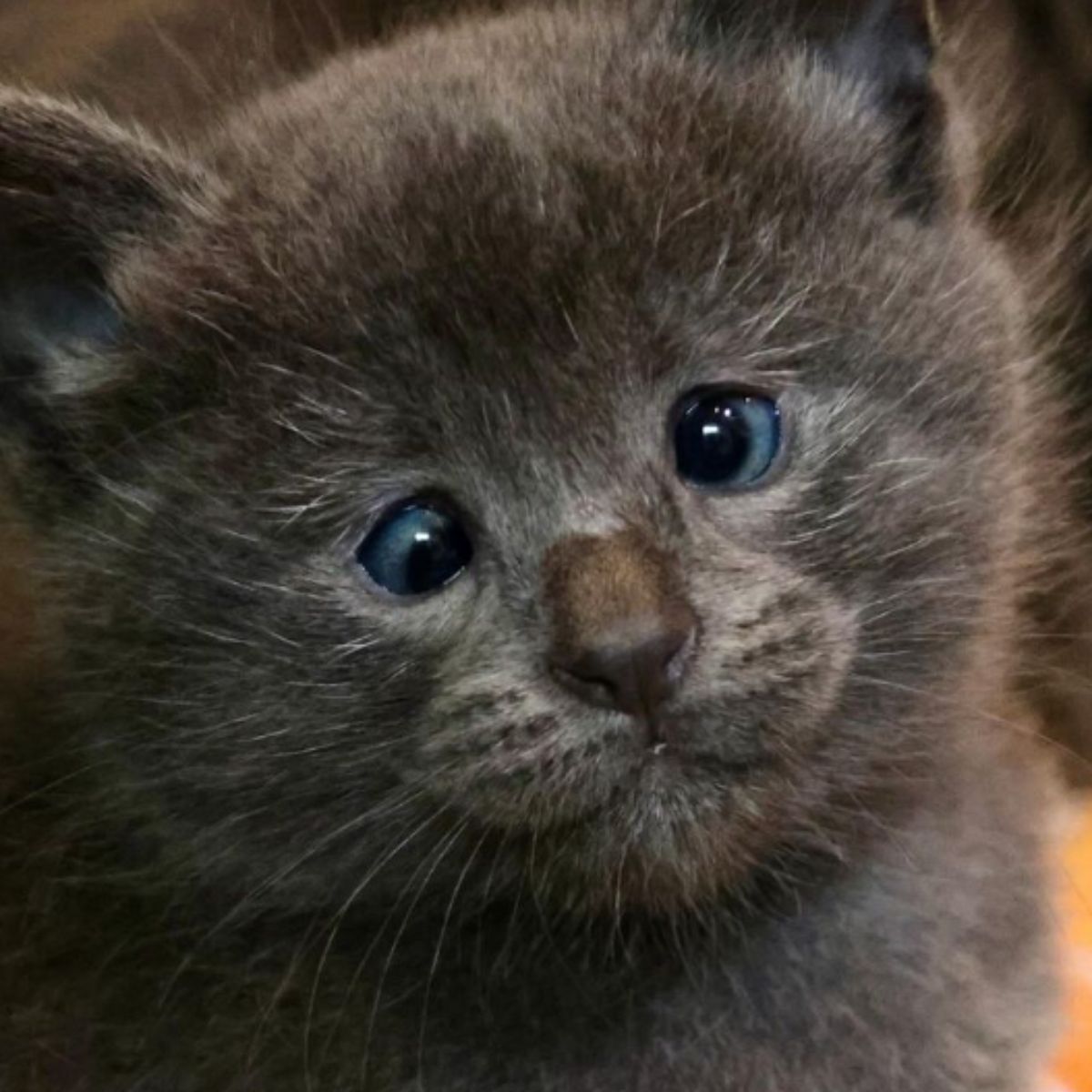 close-up photo of a kitten