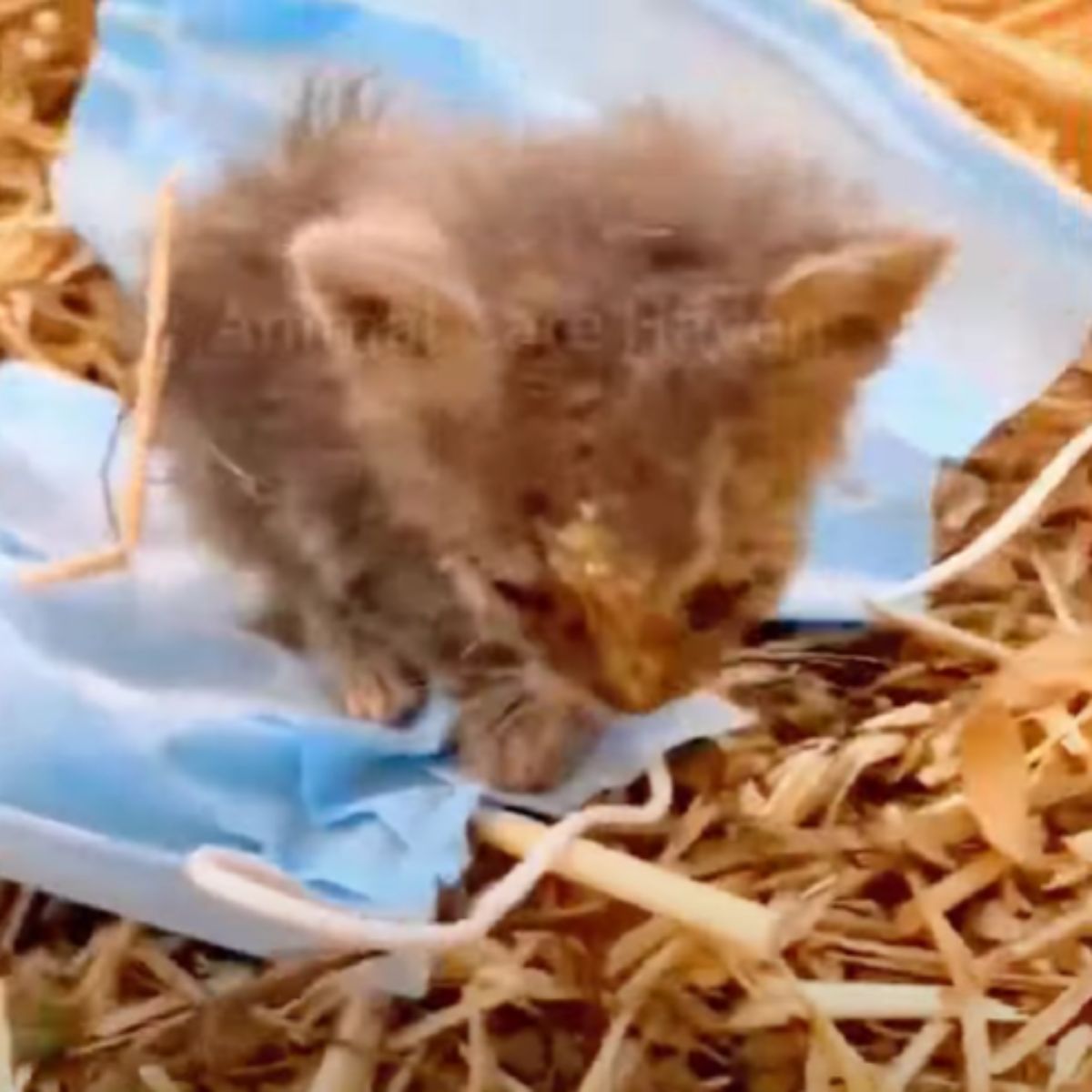 close view of injured kitten