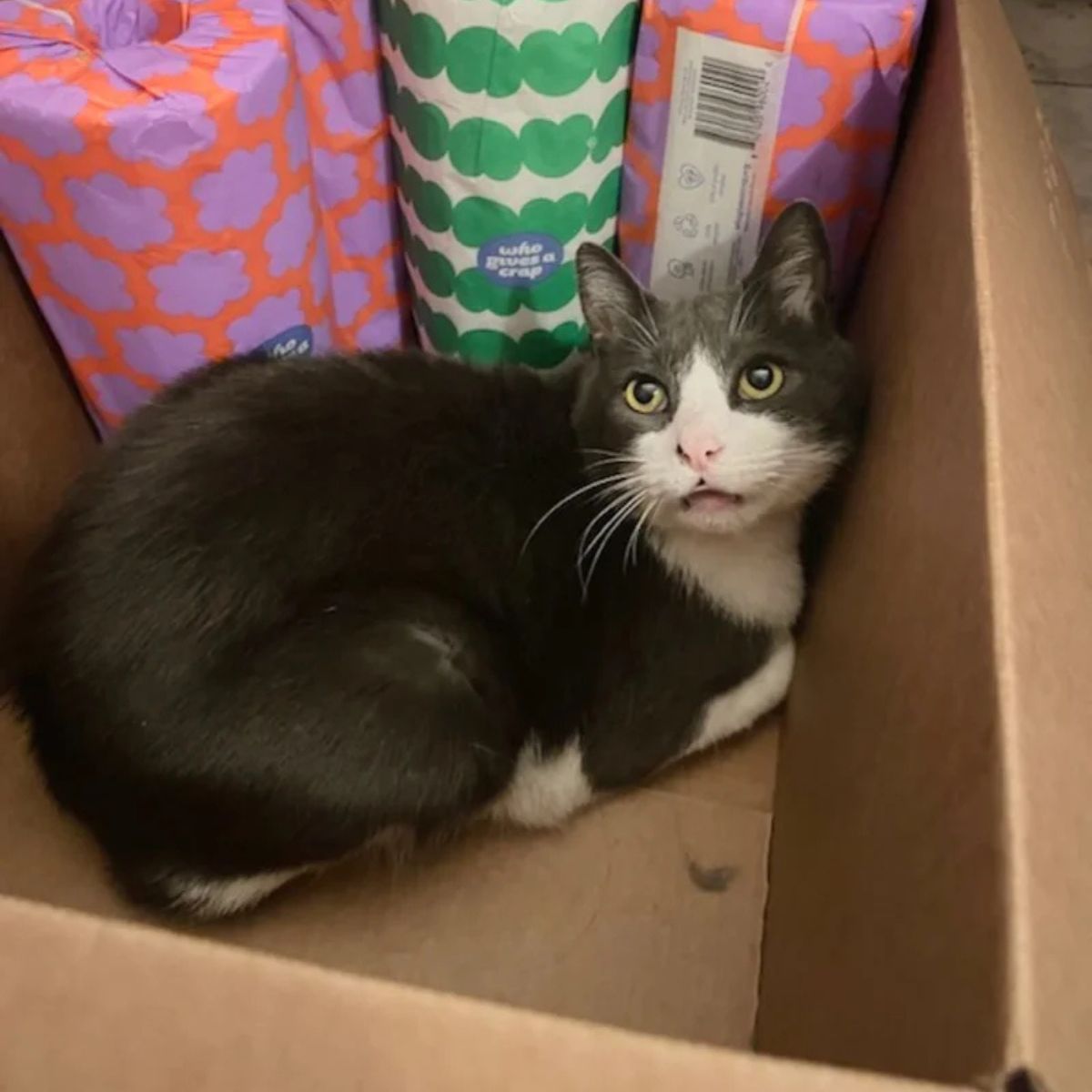 confused cat in box