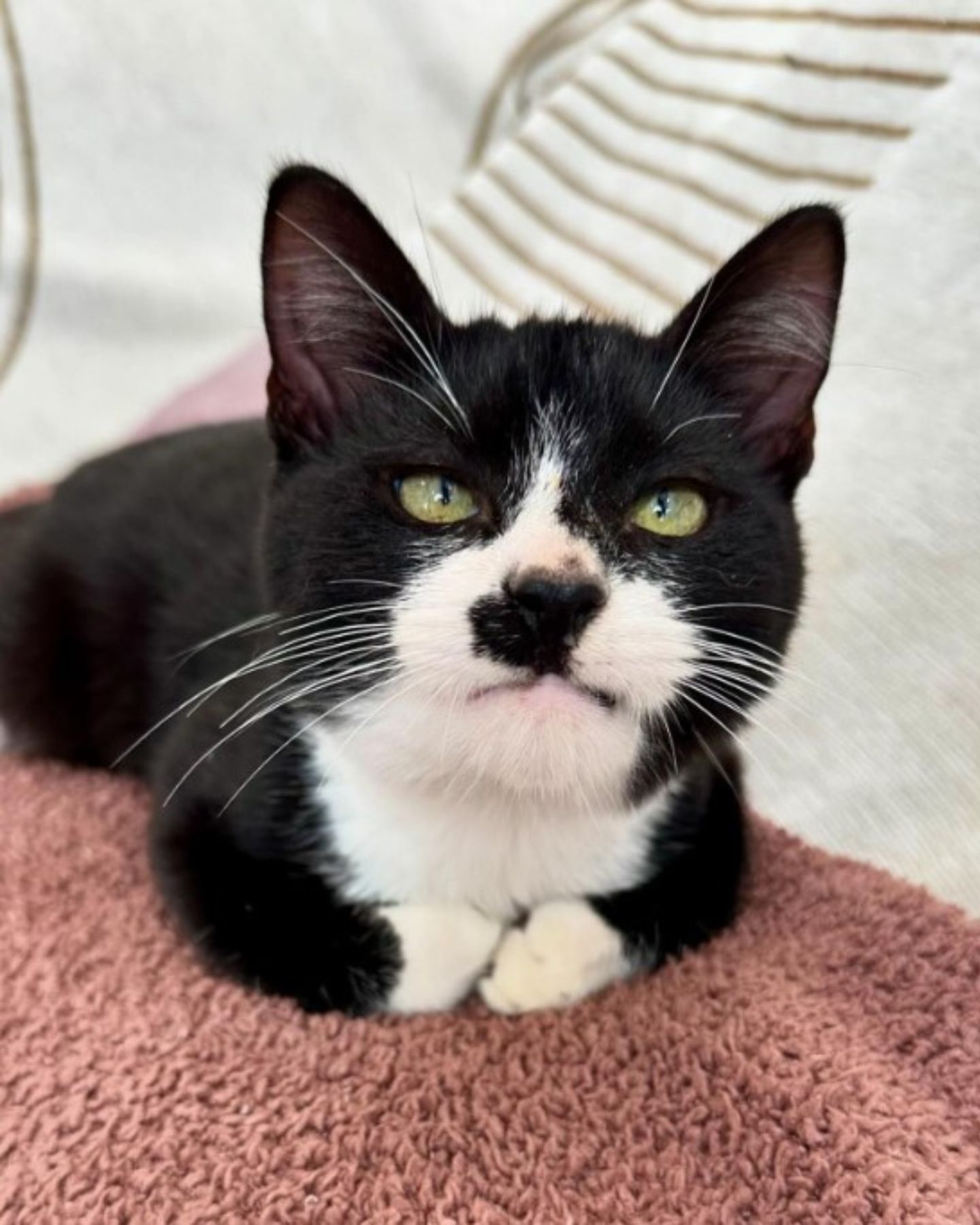 cute black and white cat laying