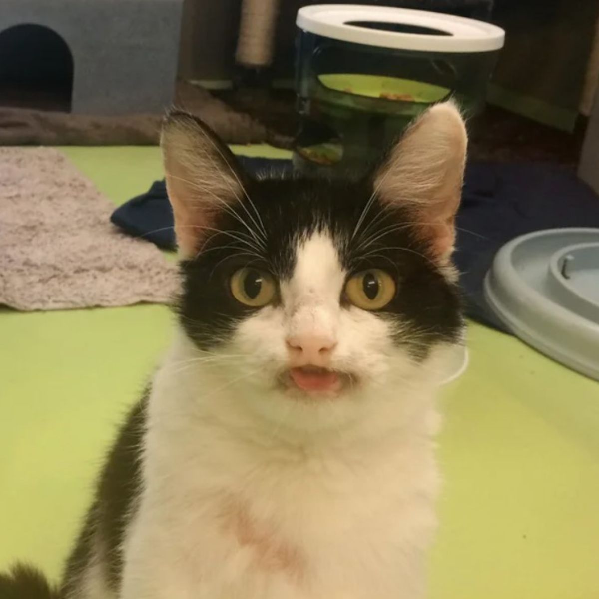 cute black and white cat