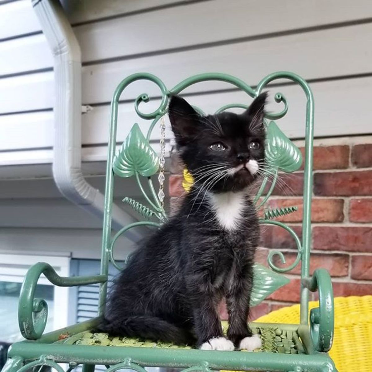 cute black and white kitten