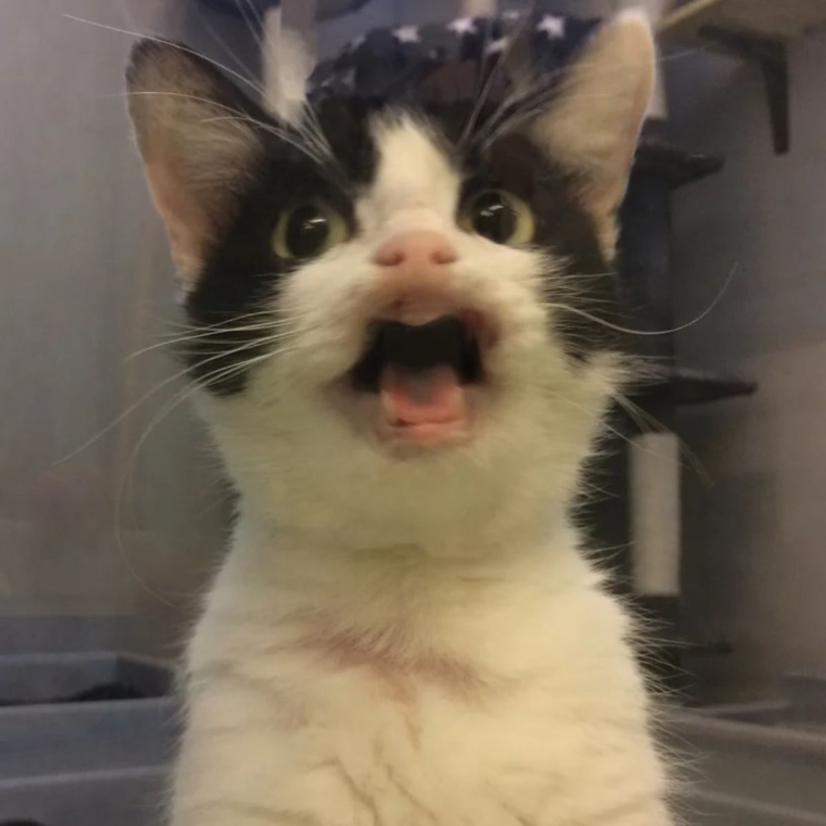 cute cat yelling