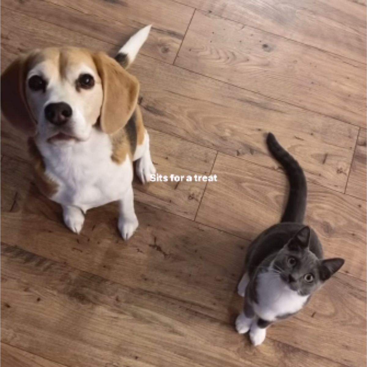 cute dog and cute cat