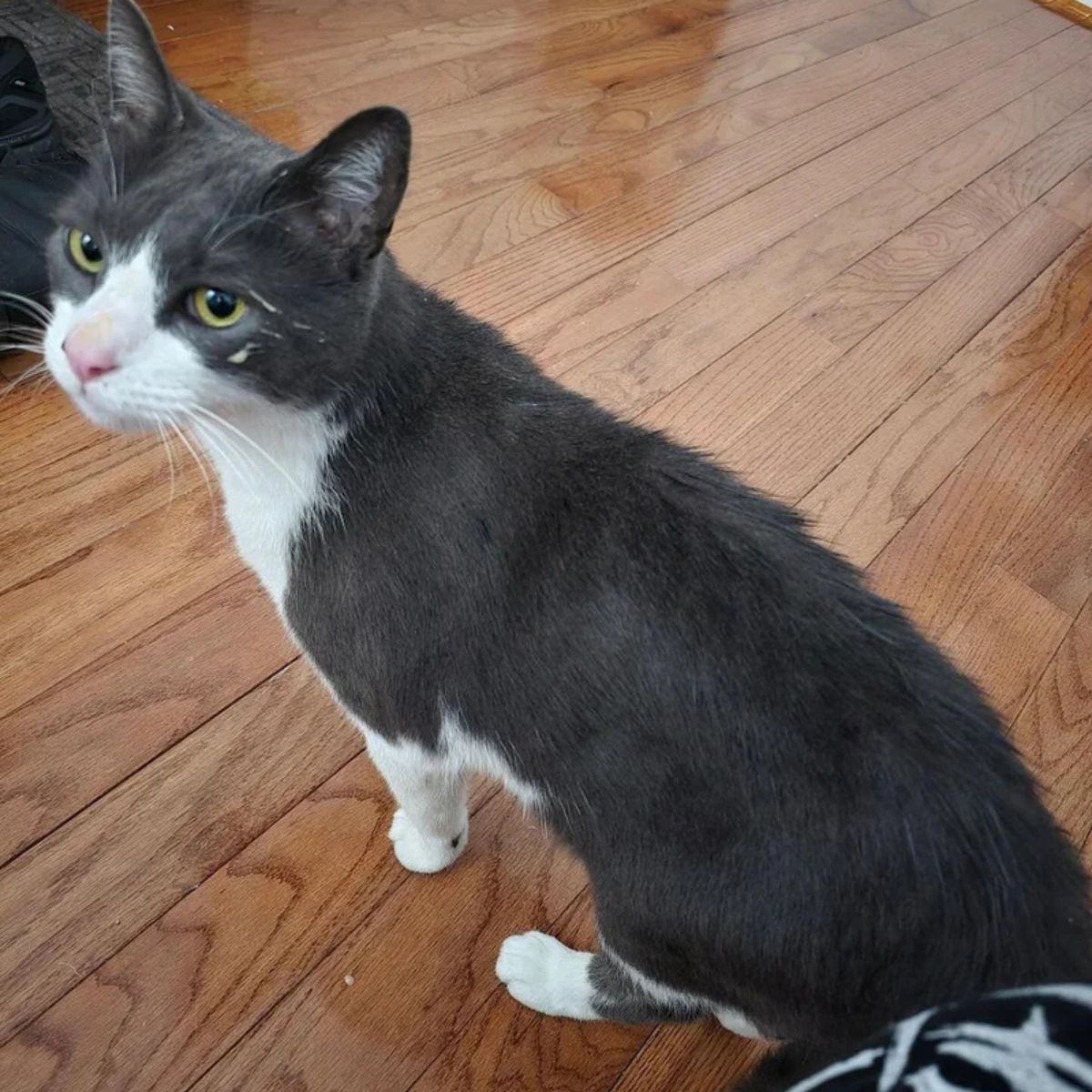 cute gray and white cat