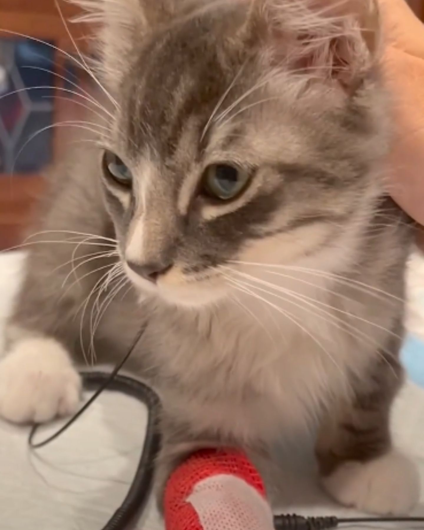 cute gray kitten laying down