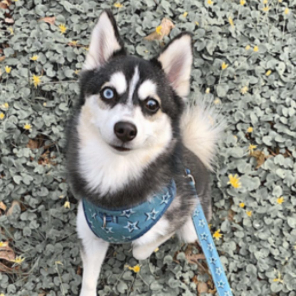 cute huskies on a leash