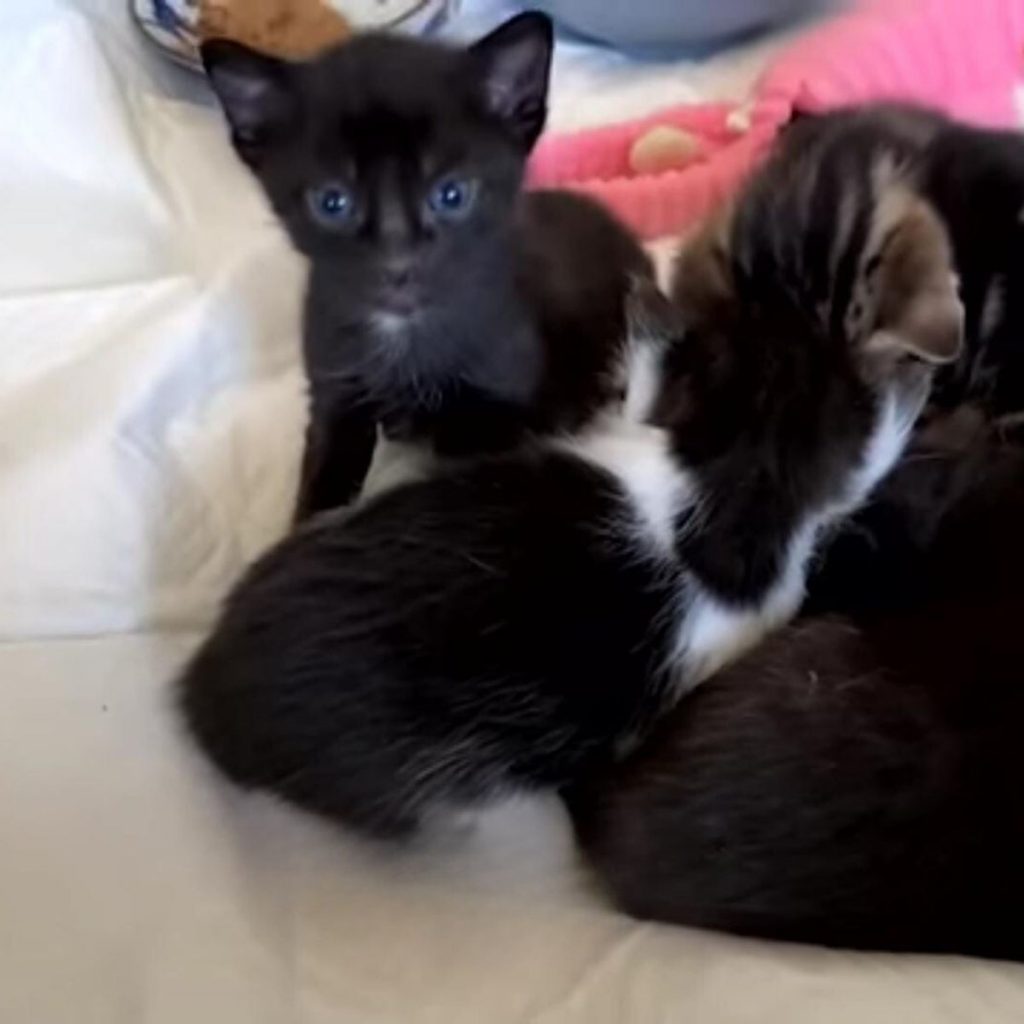 cute kittens next to mom cat