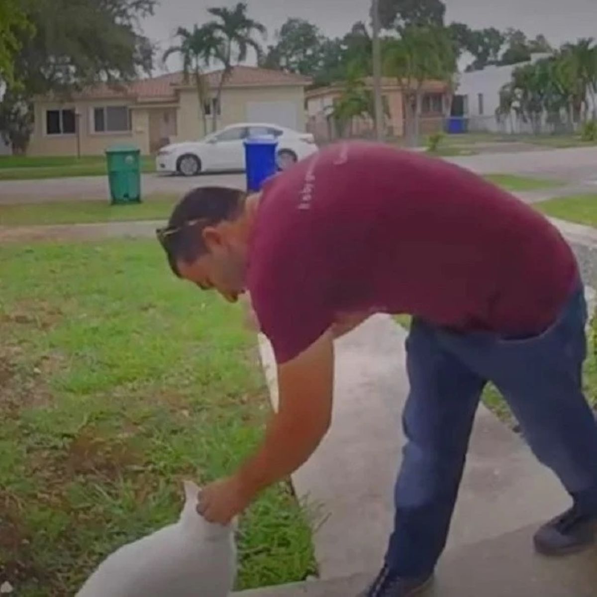 delivery man touching cat