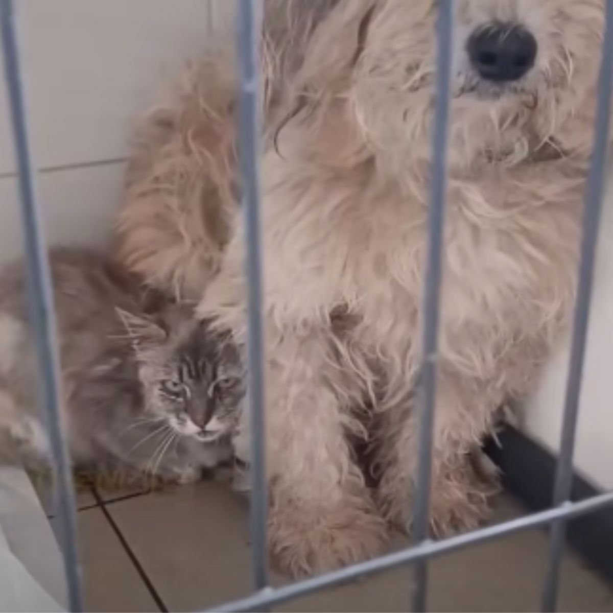 dog and cat in a kennel