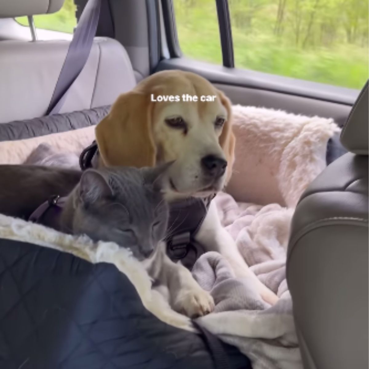 dog and cat in car