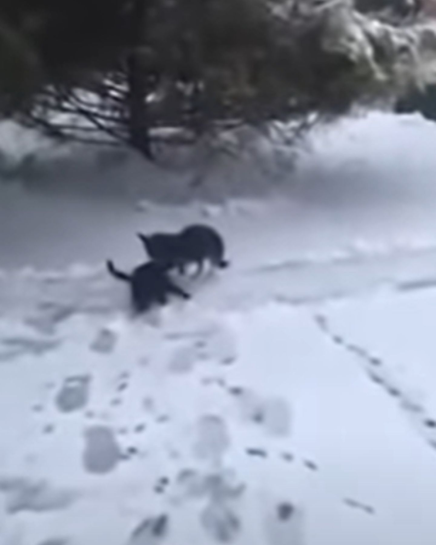 dog and cat in snow