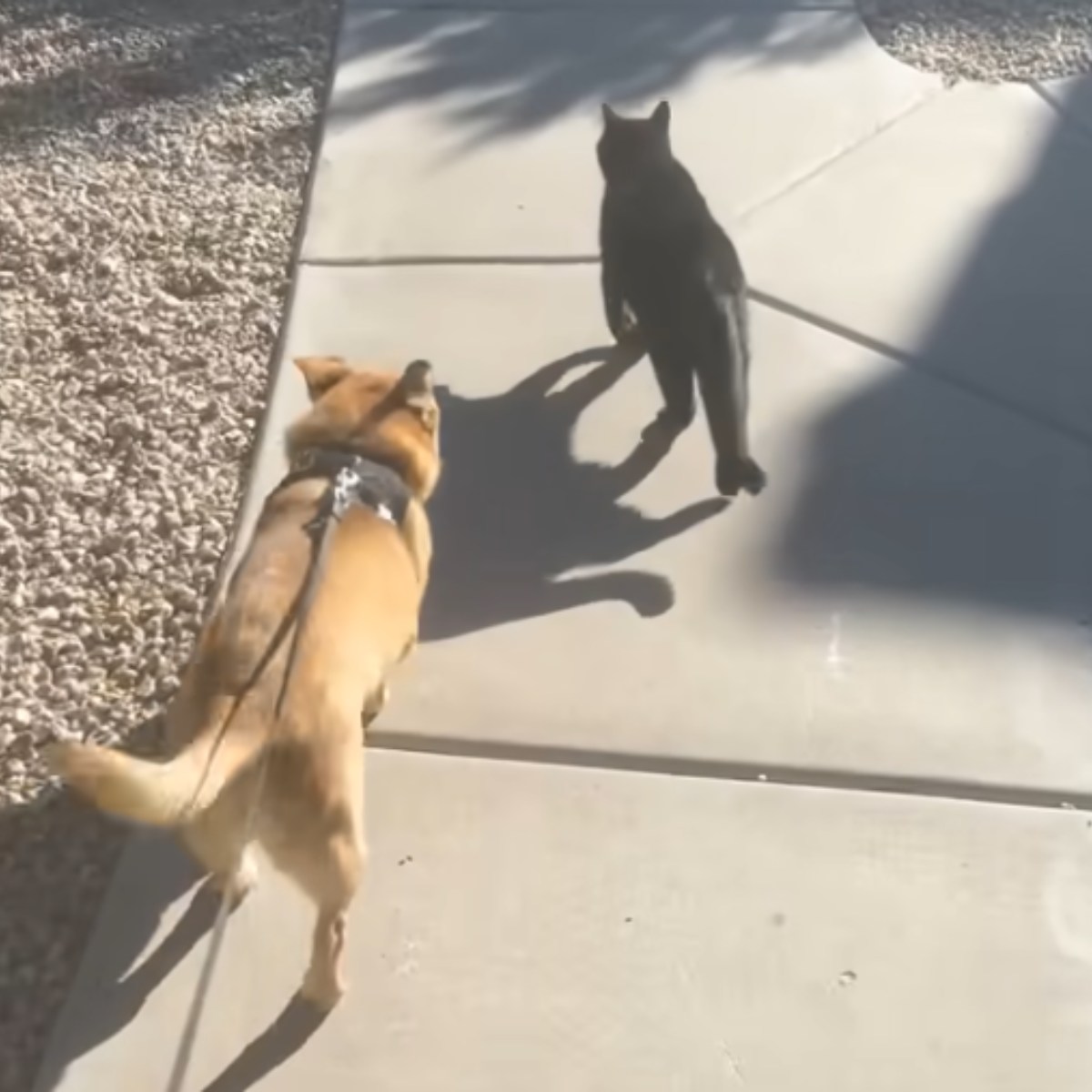 dog and cat in walk