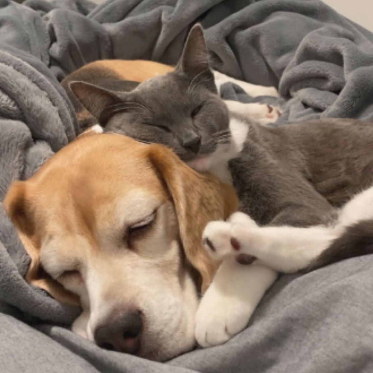 dog and cat laying down