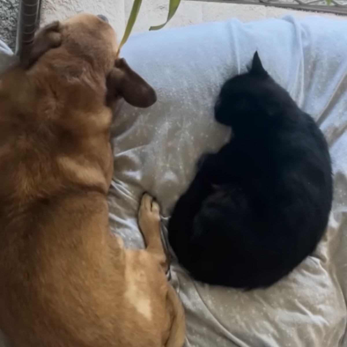 dog and cat lying together