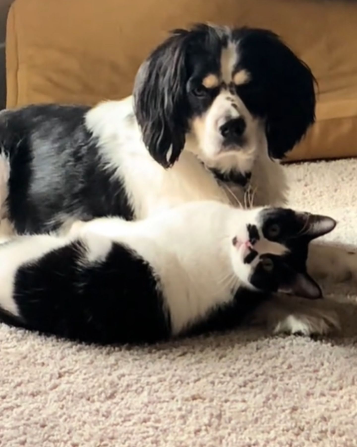 dog and cat lying together