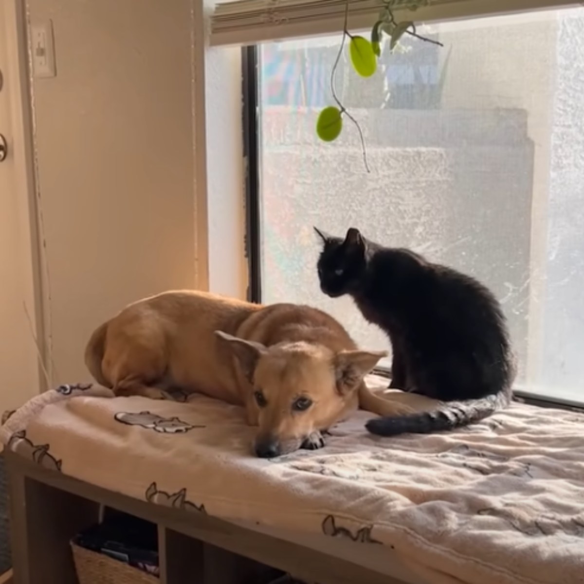 dog and cat on the window sill