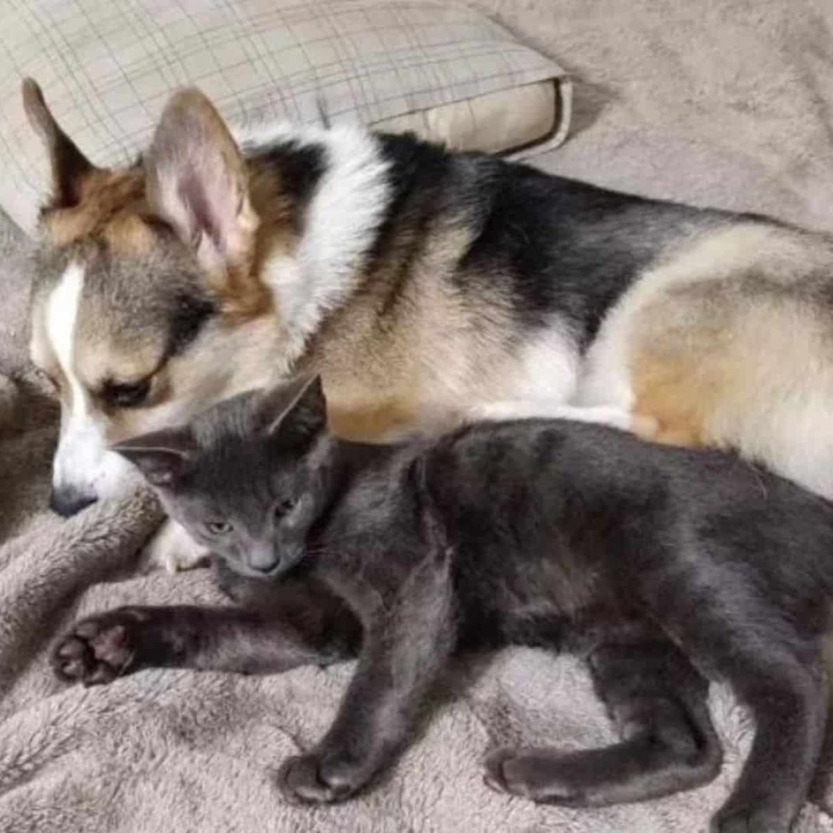dog and cat snuggling
