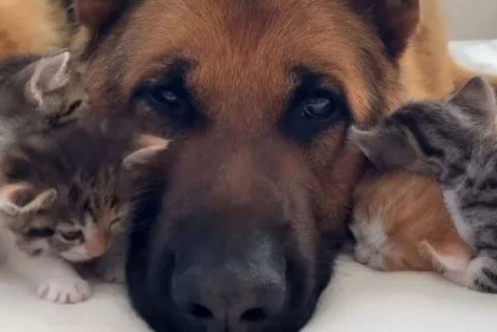 dog cuddling with kittens