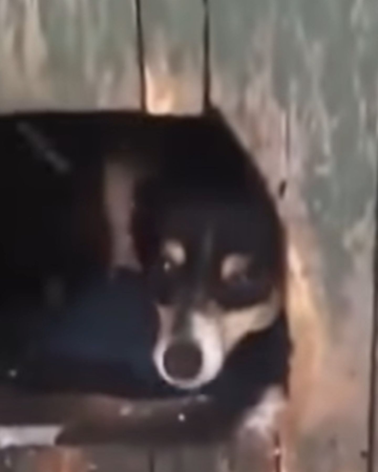 dog in doghouse