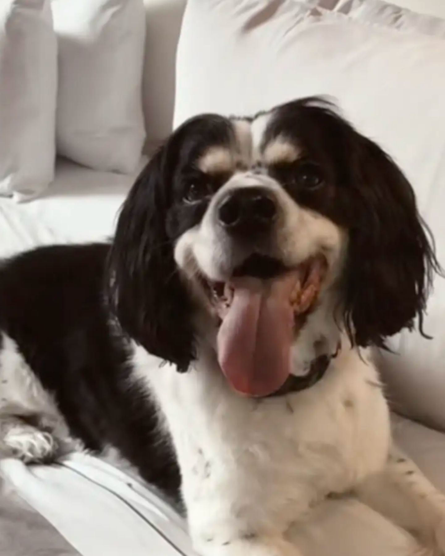 dog lying on couch