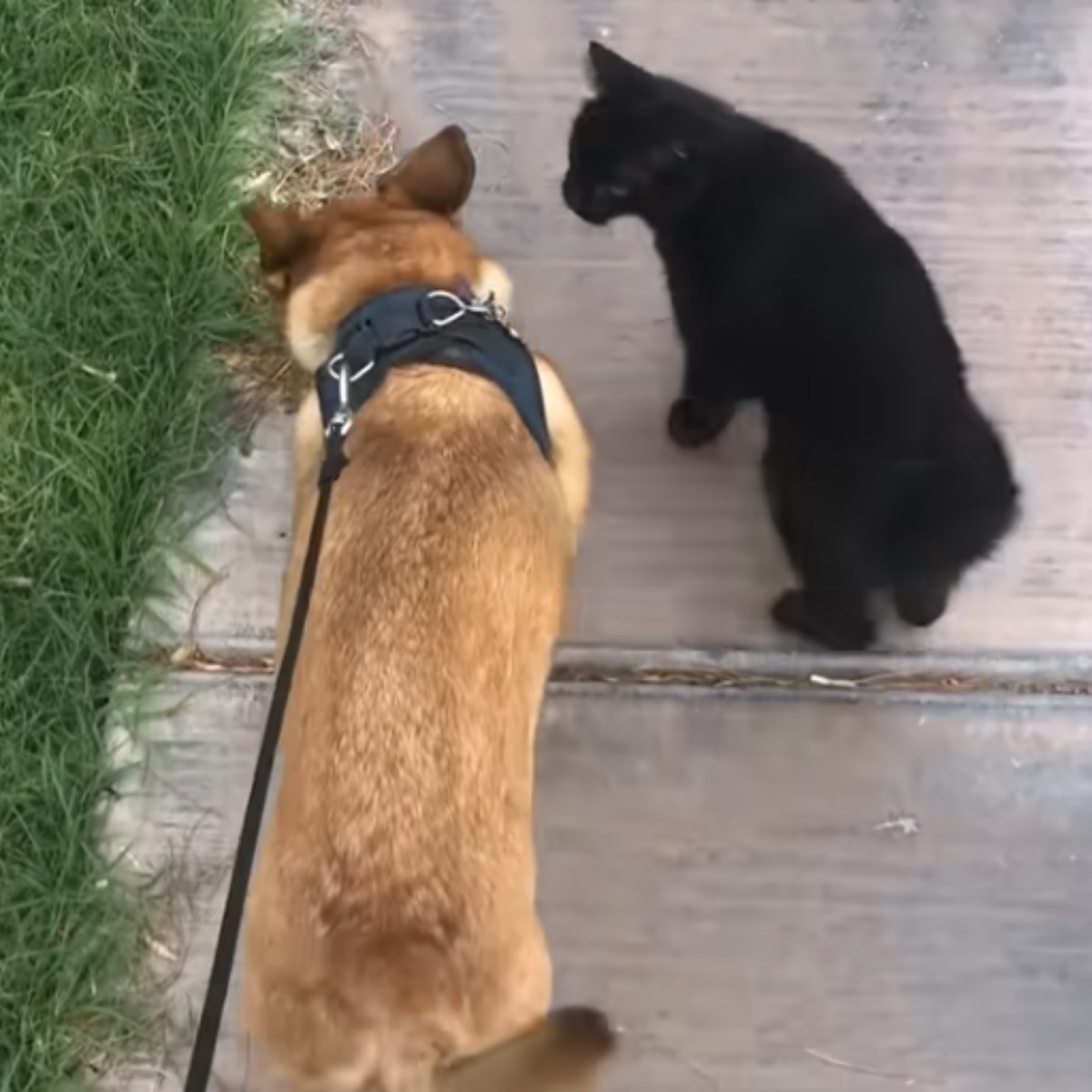 dog walking with black cat