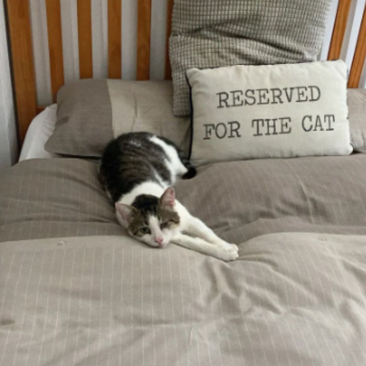 domestic cat laying on a bed