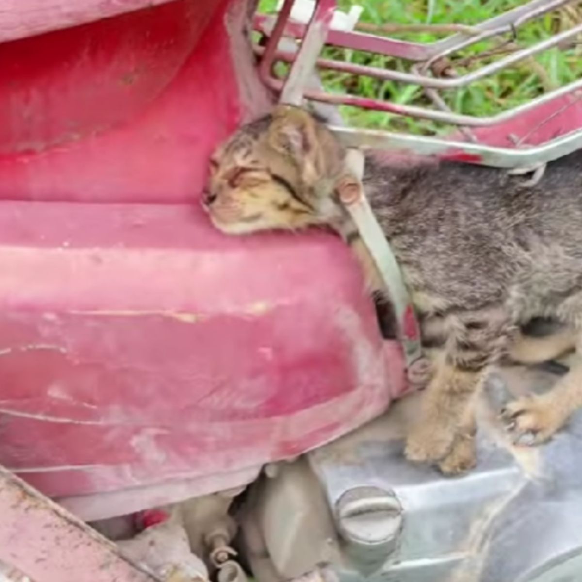 domestic cat stuck