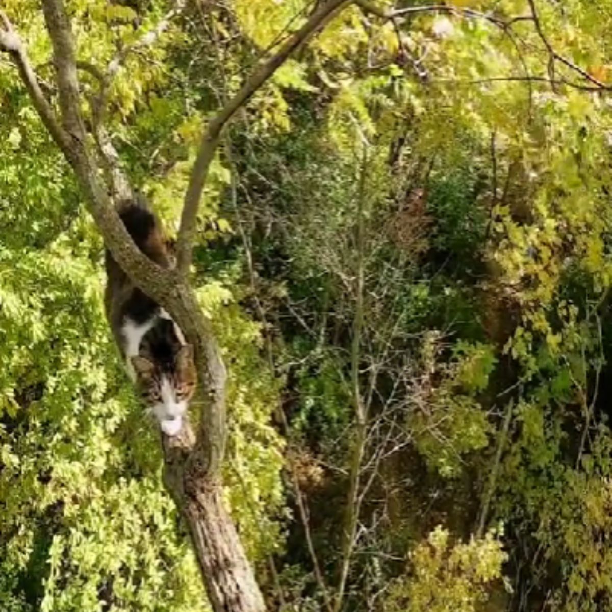 fat cat stuck on a tree