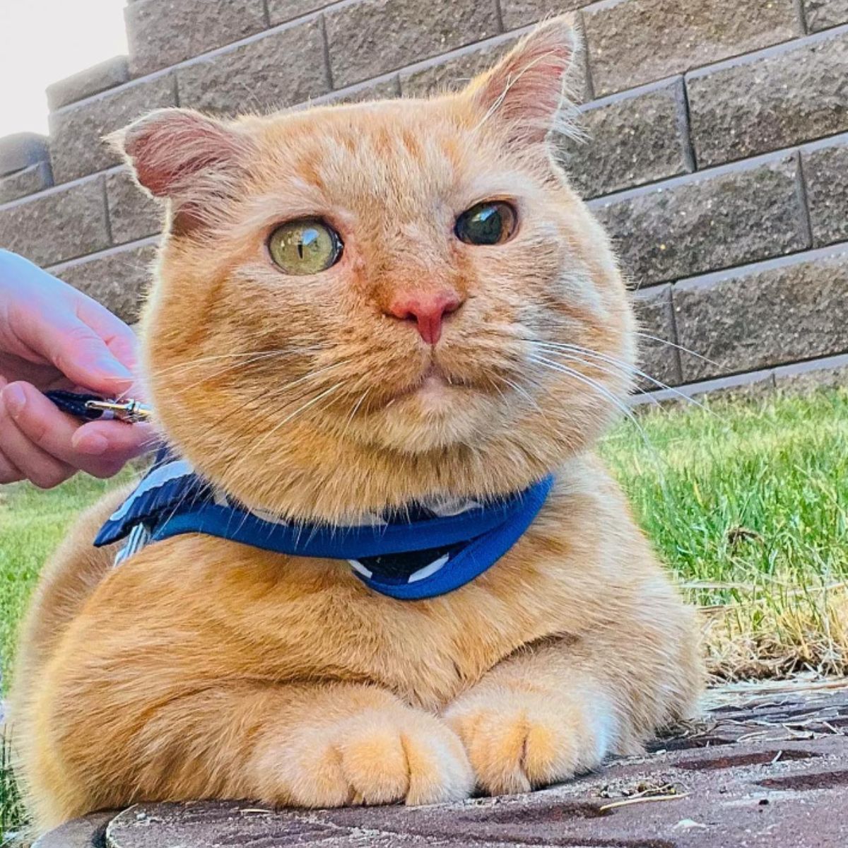 fat ginger cat