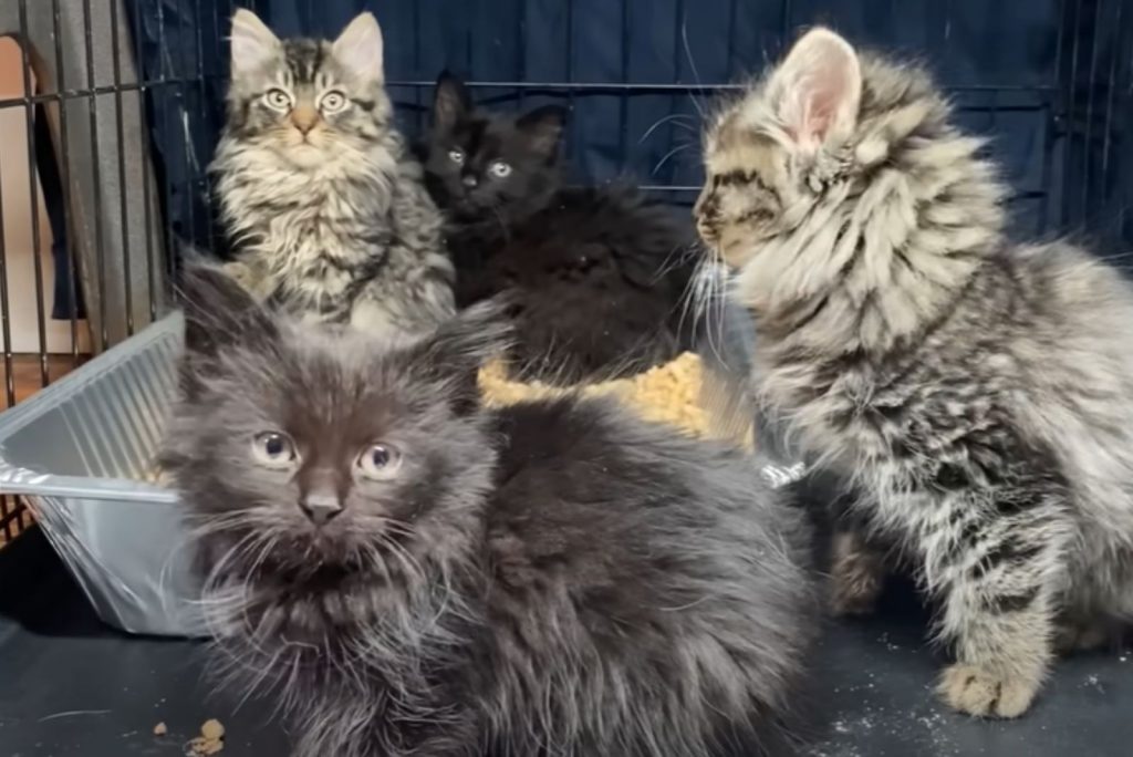 four cute fluffy kittens