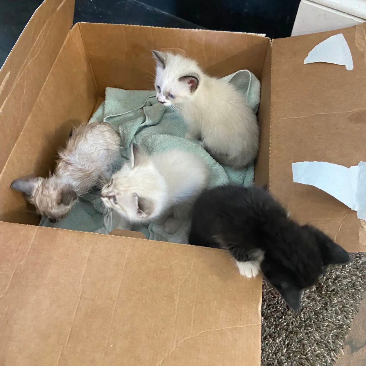 four kittens in box