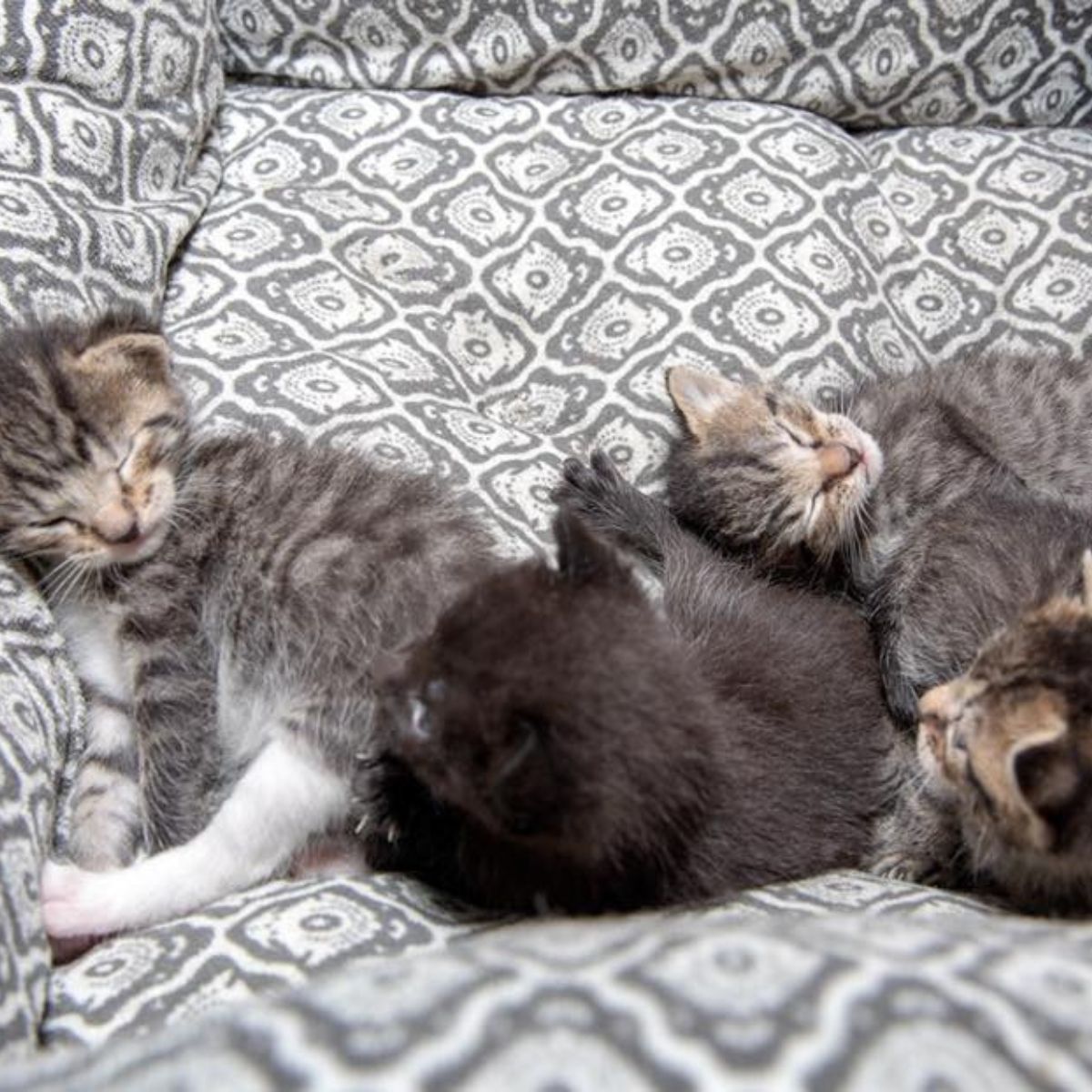 four kittens sleeping