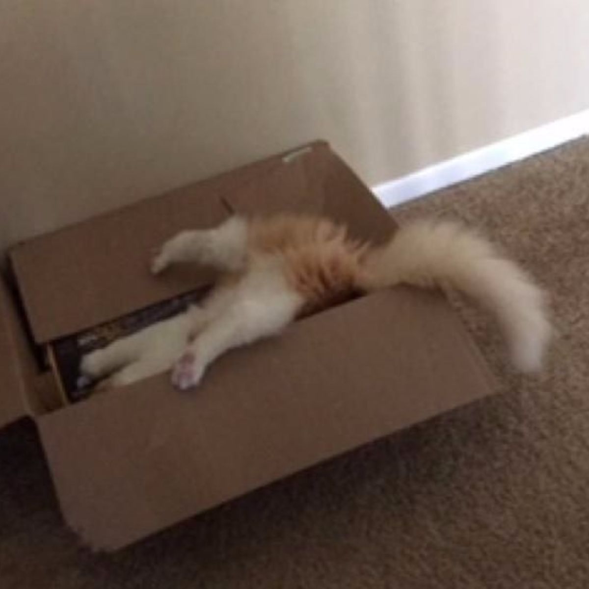 funny kitten in box