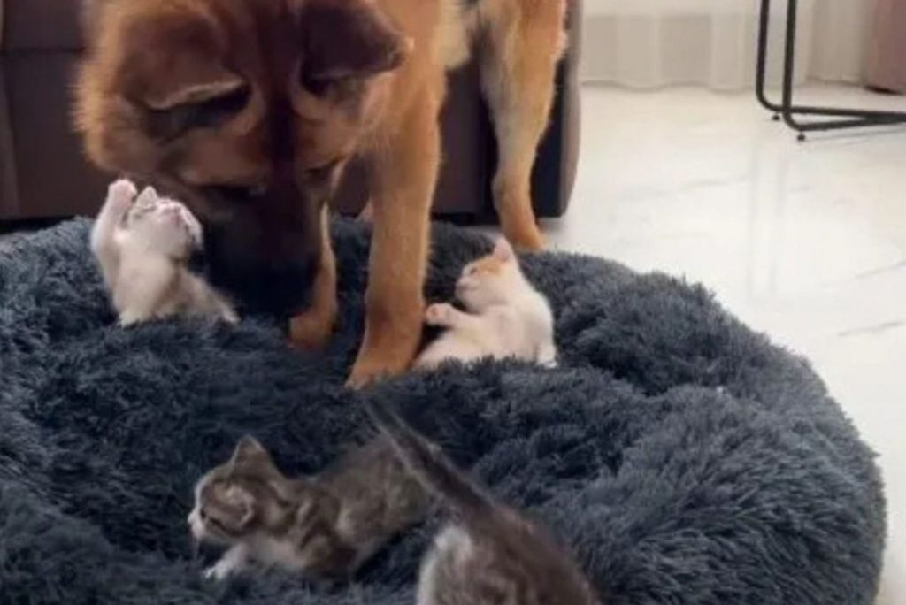 german shepherd with tiny kittens