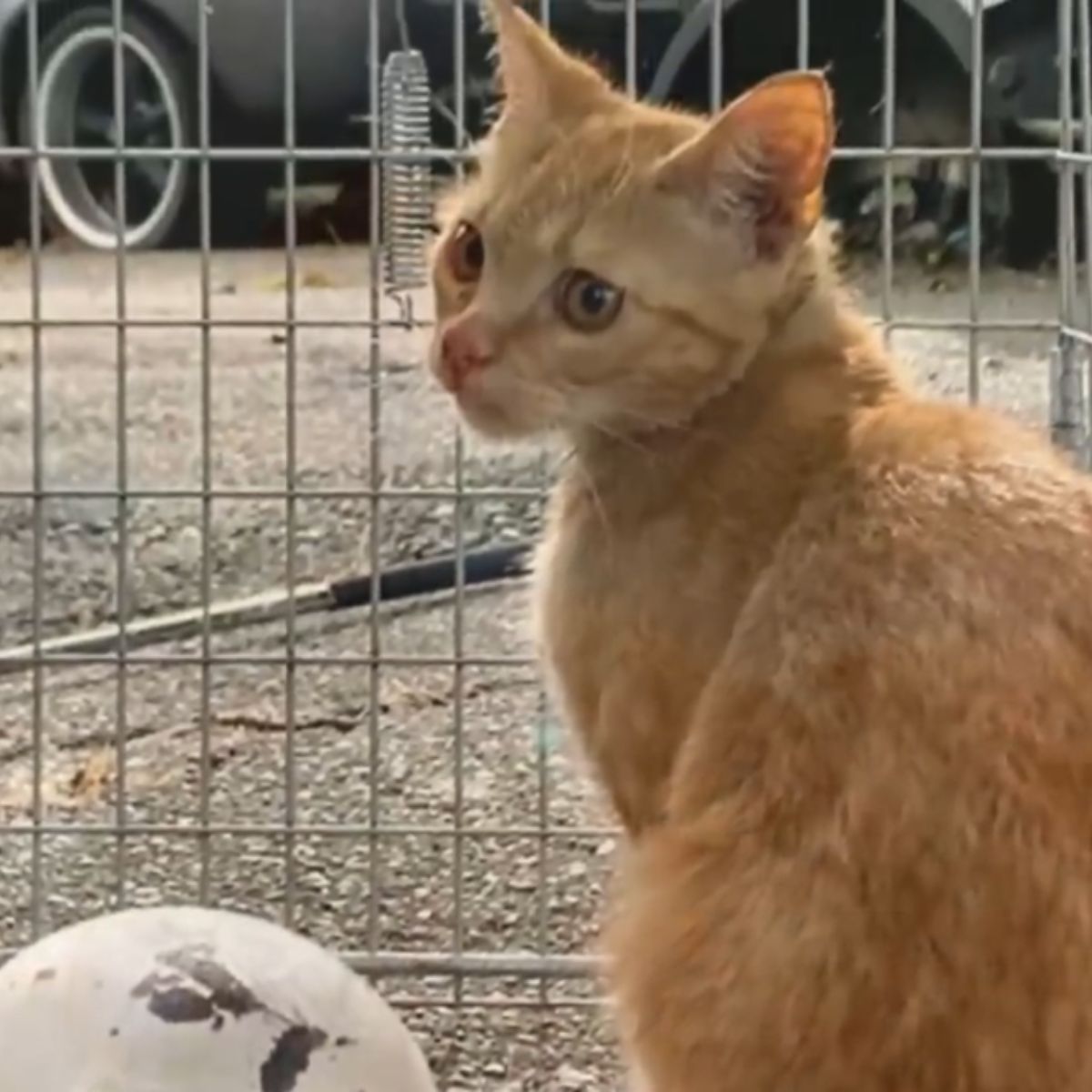 ginger cat in crate