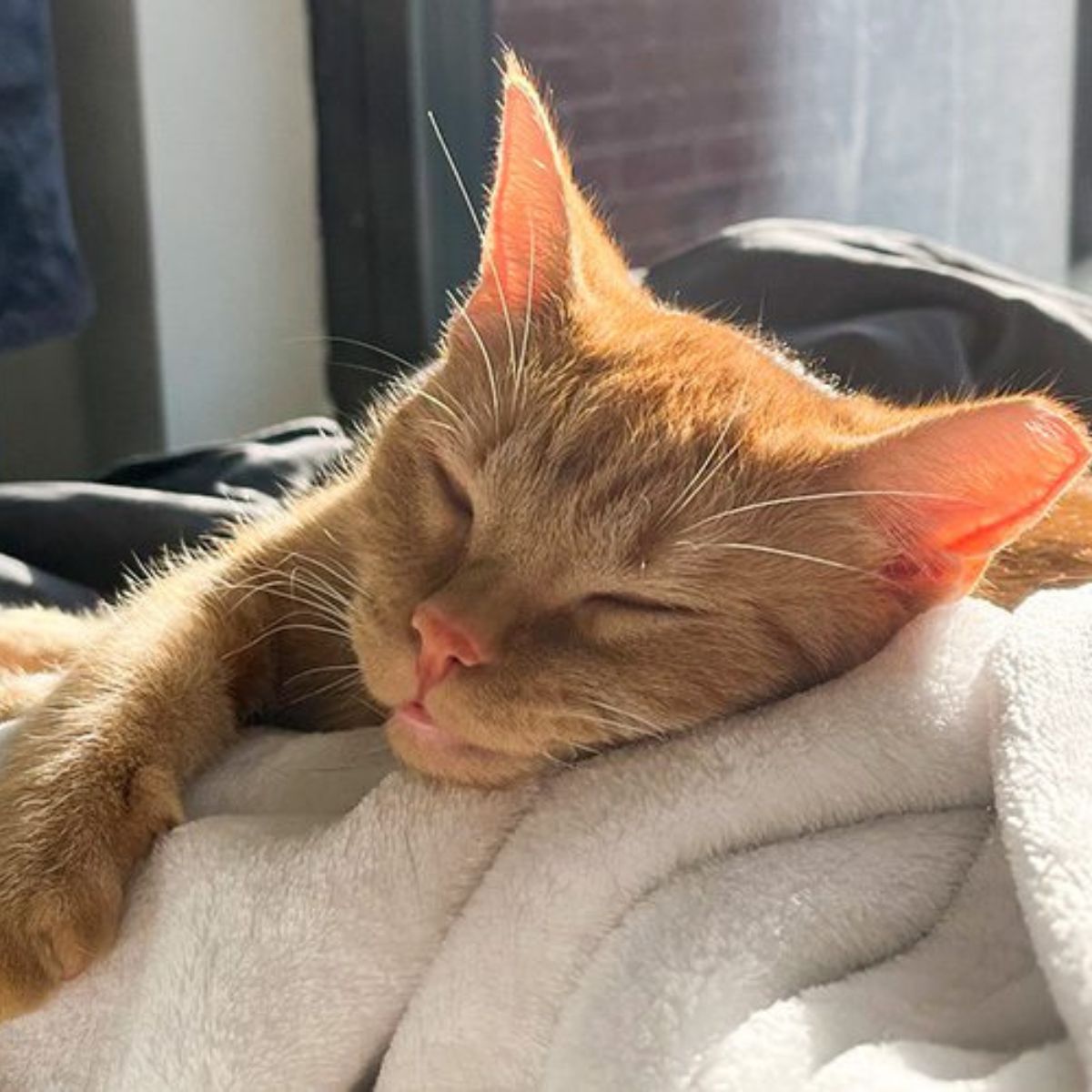 ginger cat sleeping