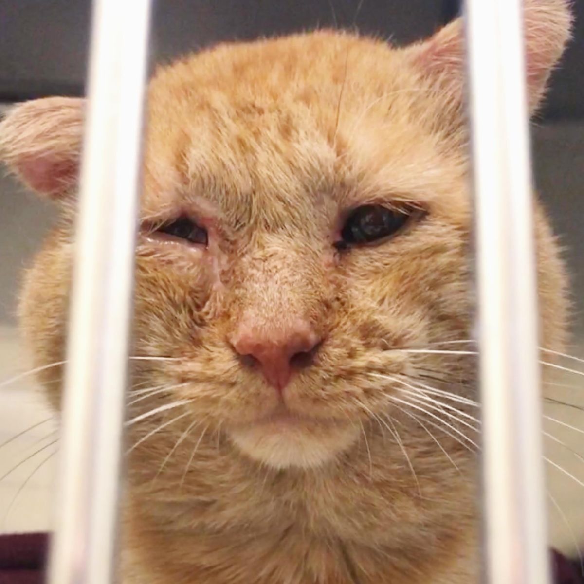 ginger cat with face injuries