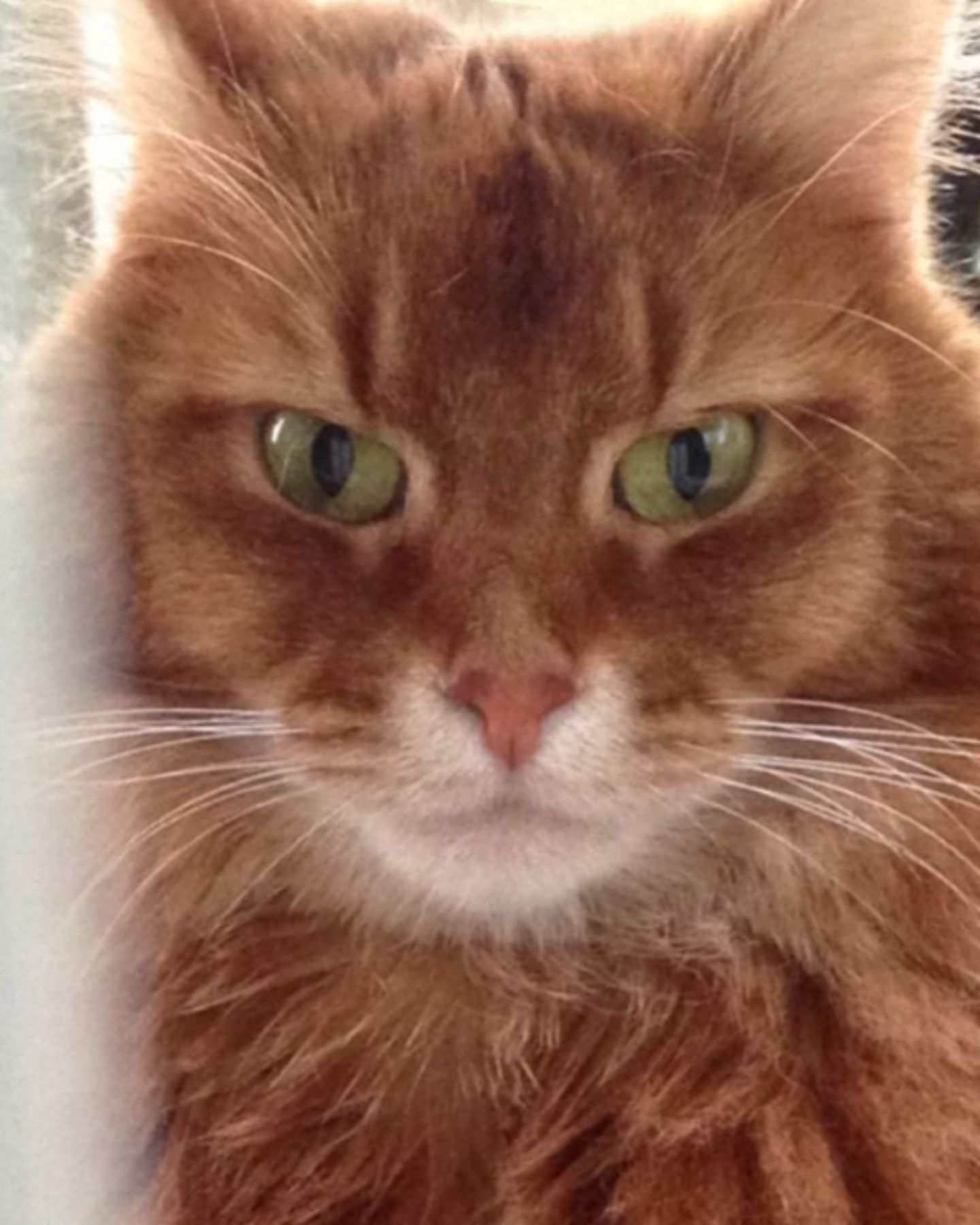 ginger cat with green eyes